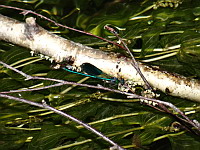 Calopteryx eclatant male - Calopteryx splendens splendens (ph. Mrugala F., Ardeche, Saint-Privas, 08-2018)(3)